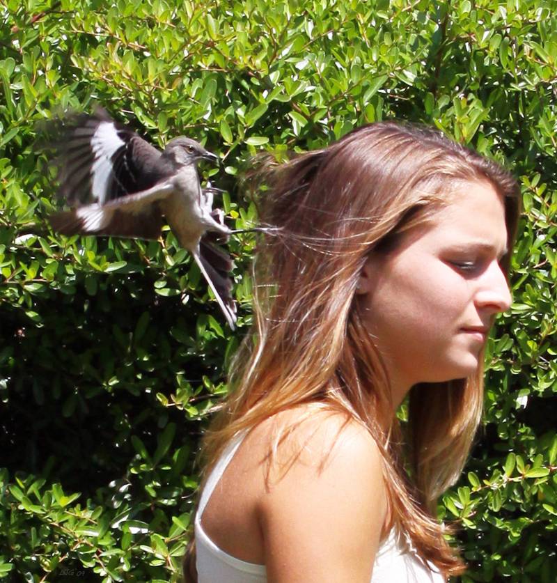 Pájaros que son capaces de reconocer un rostro entre una multitud