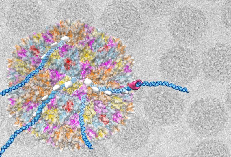 Desvelan nuevos datos sobre un ‘eslabón perdido’ entre los virus 