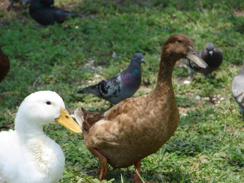 Las aves acuáticas europeas cambiarán los lugares de nidificación ante un calentamiento global 