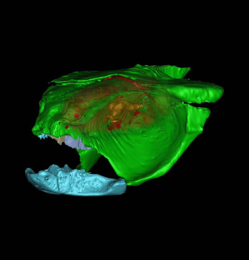 Descubren un fósil de cerebro perfectamente conservado