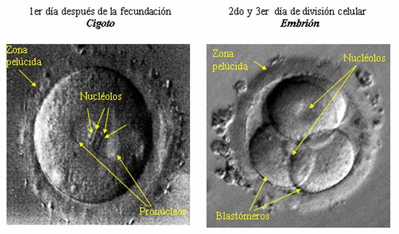 Un método matemático ayuda a seleccionar embriones humanos