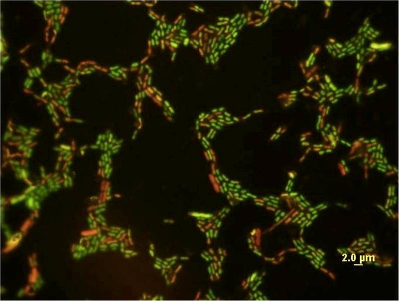 Las nanopartículas de los cosméticos pueden dañar el medio ambiente