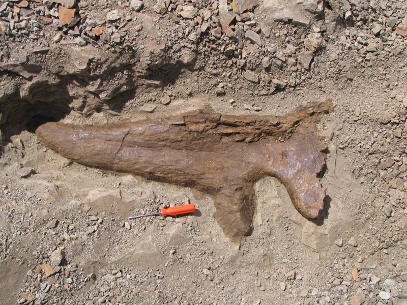 Los Triceratops eran animales sociales que vivían en grupo