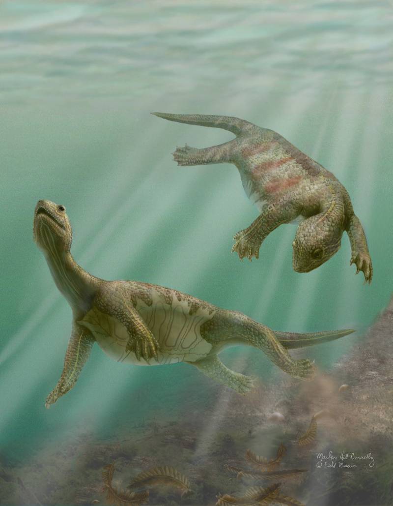 Descubren la especie de tortuga más antigua