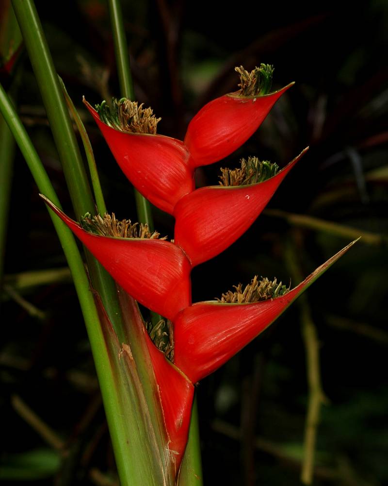 La clave para la evolución de las plantas está en una reproducción temprana