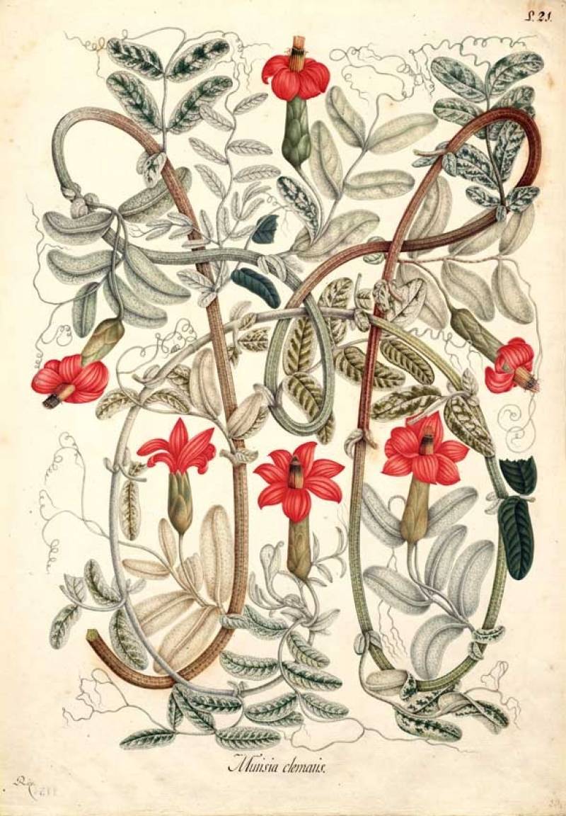 Conmemoran el bicentenario de la muerte del naturalista Celestino Mutis con una exposición