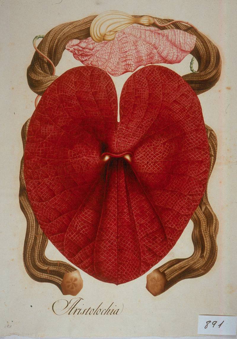 Conmemoran el bicentenario de la muerte del naturalista Celestino Mutis con una exposición (y III)