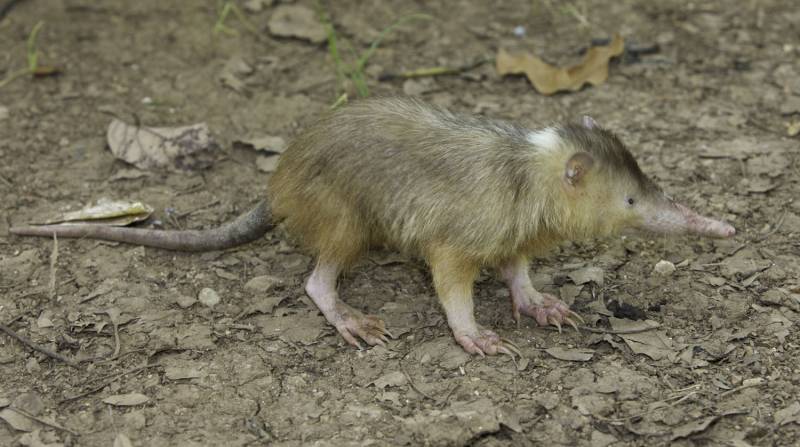Diseñan un proyecto para evitar la extinción de un raro mamífero venenoso 