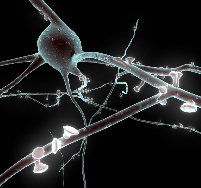 El proyecto Blue Brain ayudará a conocer cómo funciona el cerebro