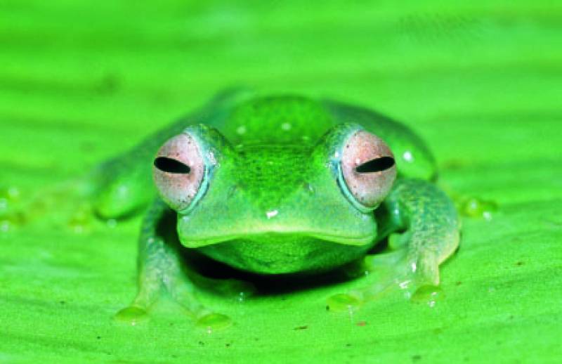 Identifican cerca de 200 nuevas especies de anfibios en Madagascar
