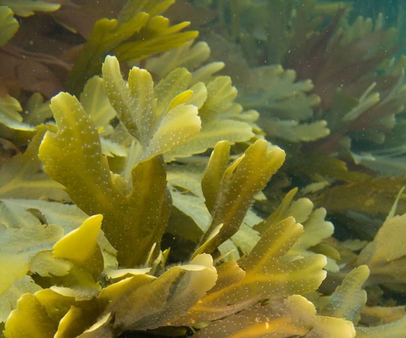 Trazan los orígenes de dos especies invasoras marinas 