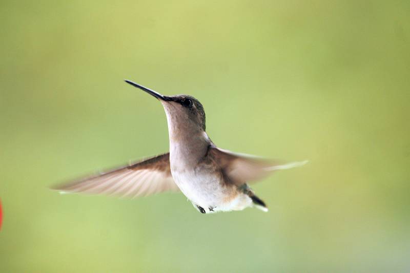 Crean un modelo de vuelo basado en insectos, murciélagos y aves