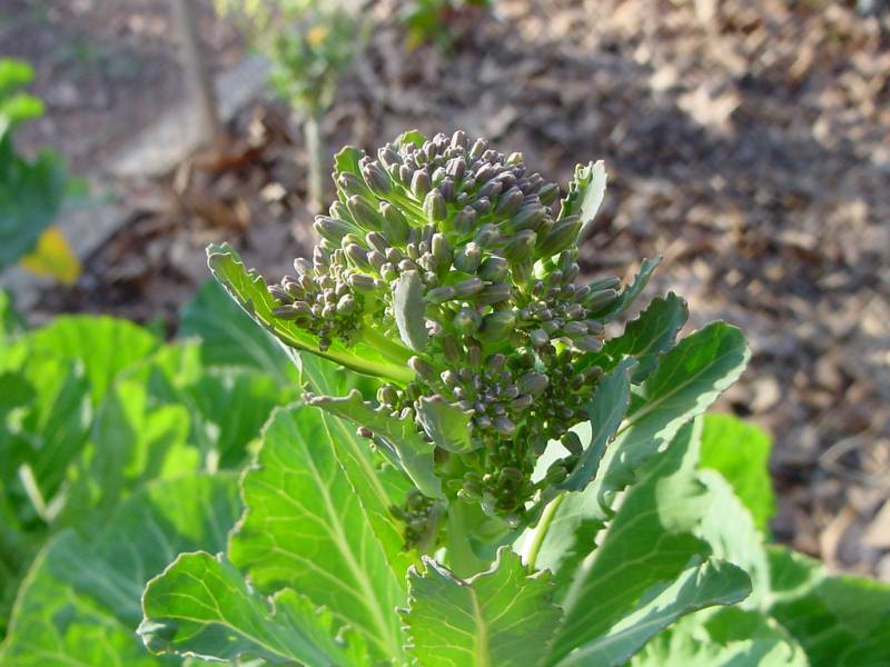 Los brotes de brócoli pueden prevenir el cáncer de estómago