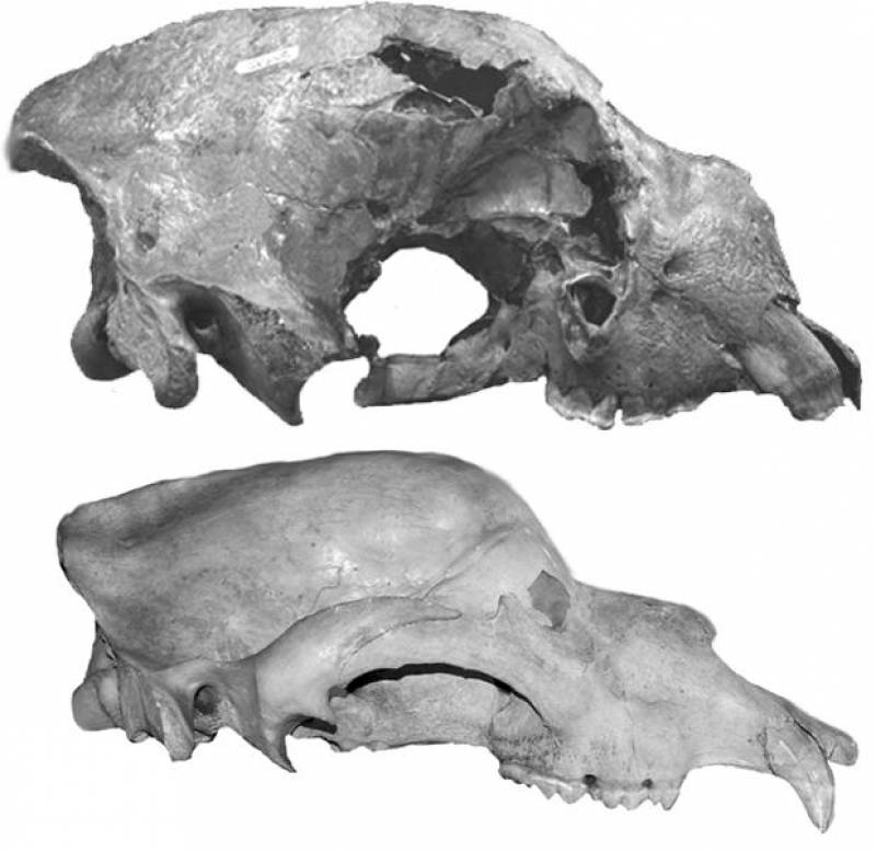 Los osos prehistóricos también comían de todo