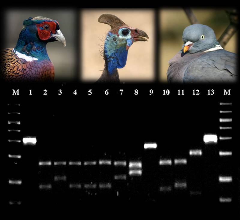Usan el ADN para distinguir la carne de las aves de caza