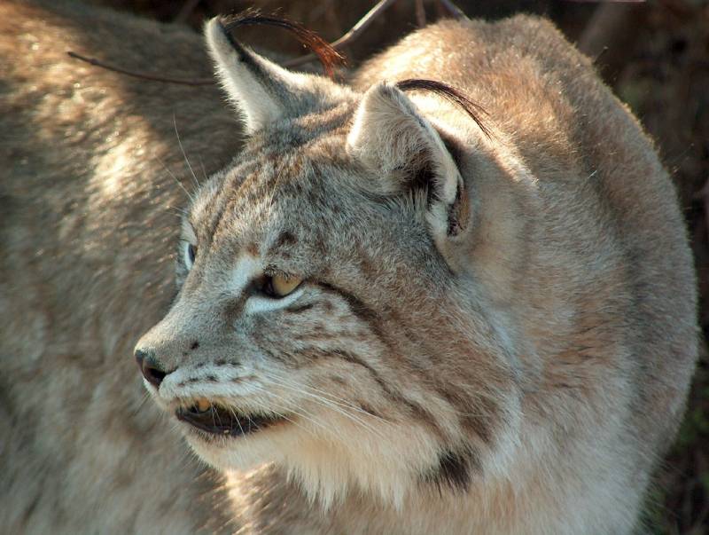 La Unión Internacional para la Conservación de la Naturaleza (UICN) ha presentado en el inicio del IV Congreso Mundial de la Naturaleza, que se celebra en Barcelona del 5 al 14 de octubre, un nuevo estudio sobre la evaluación completa de los mamíferos del planeta. Según la Lista Roja de Especies amenazadas de la UICN, uno de cada cuatro corre el riesgo de desaparición total. En España, el más amenazado es el lince ibérico.