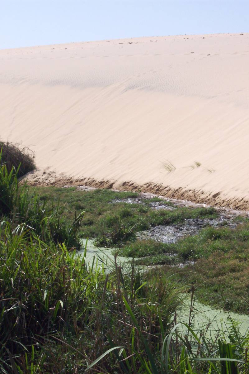 Aguas subterráneas en las afueras de Doñana.