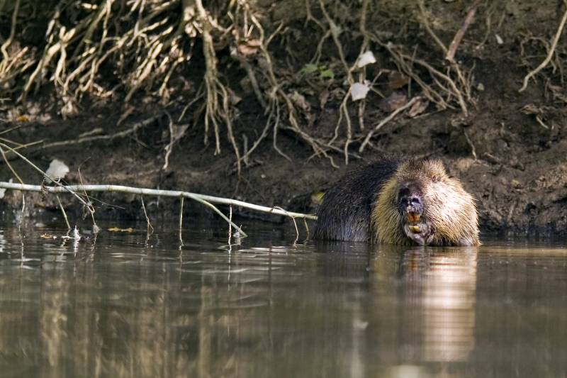 Evalúan el coste económico de las especies invasoras