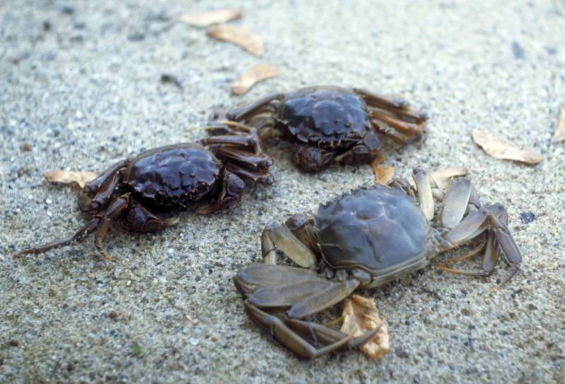 Evalúan el coste económico de las especies invasoras