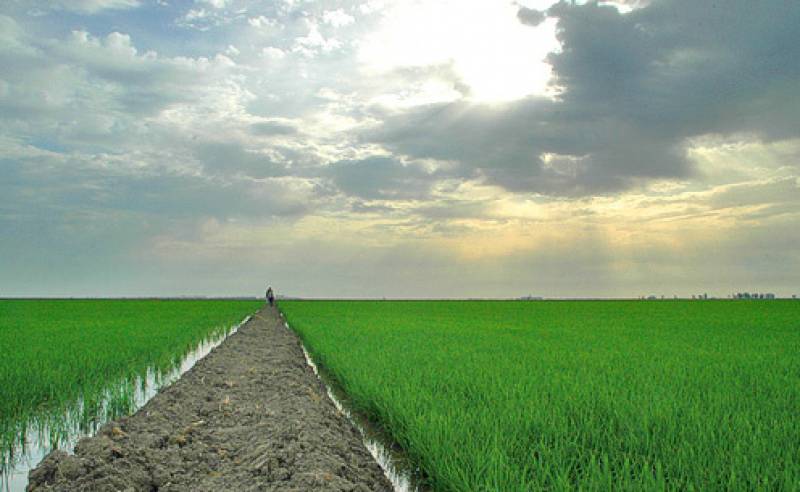 Los contaminantes de la agricultura amenazan Doñana