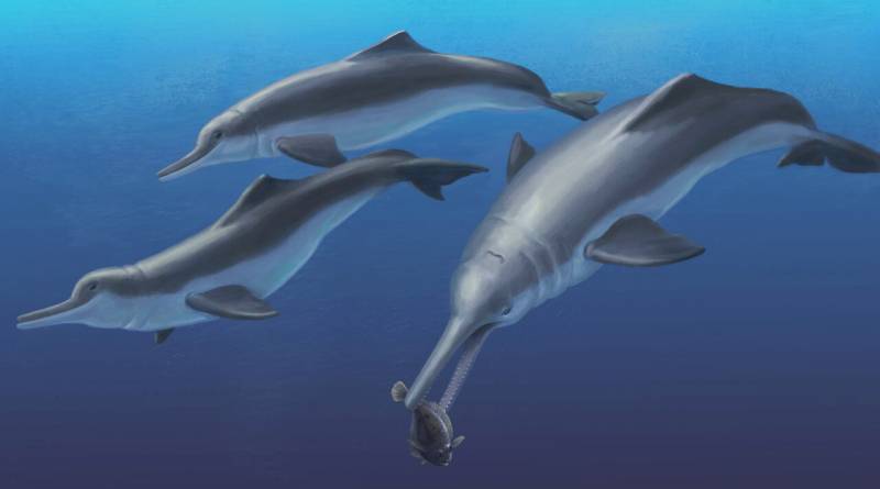 Reconstrucción de Isthminia panamensis comiendo un pez en un río de Panamá. / Julia Molnar / Smithsonian Institution