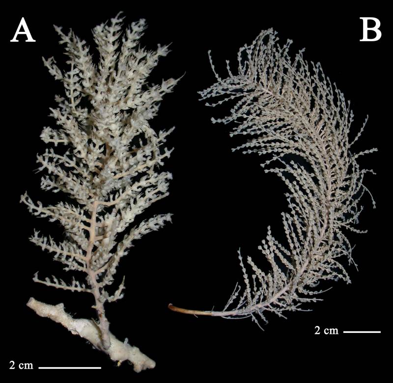 Hallan nuevas especies de invertebrados en la Antártida