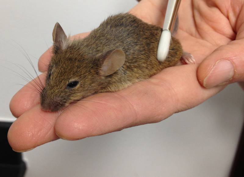 El equipo utilizó un pincel diseñado para simular el tipo de caricias que estos animales pueden sentir Imagen: D. Anderson lab, Caltech