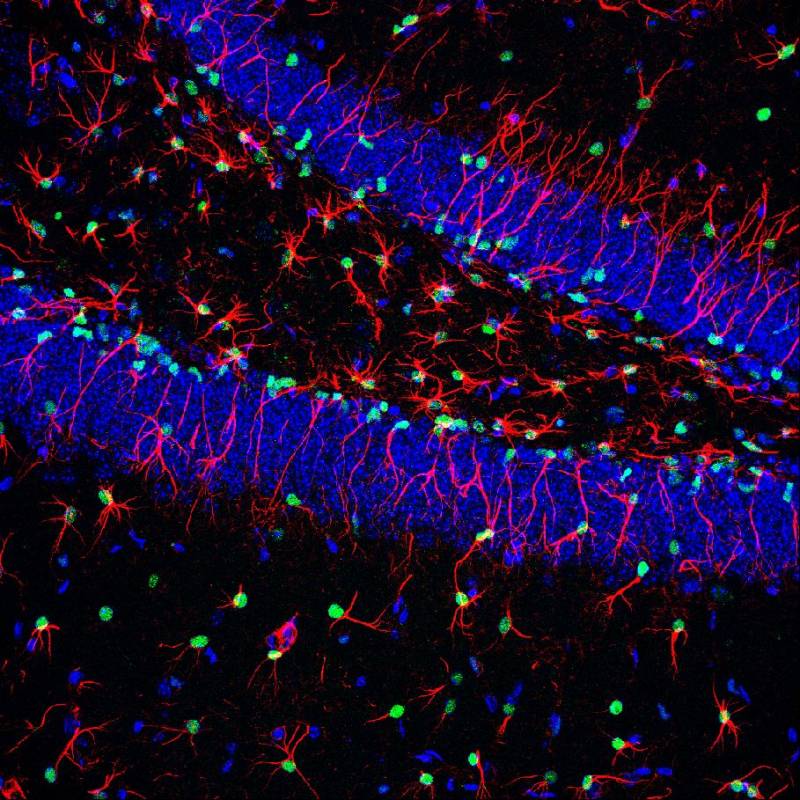 Identifican la señal que regula la actividad de células madre cerebrales implicadas en la producción de nuevas neuronas