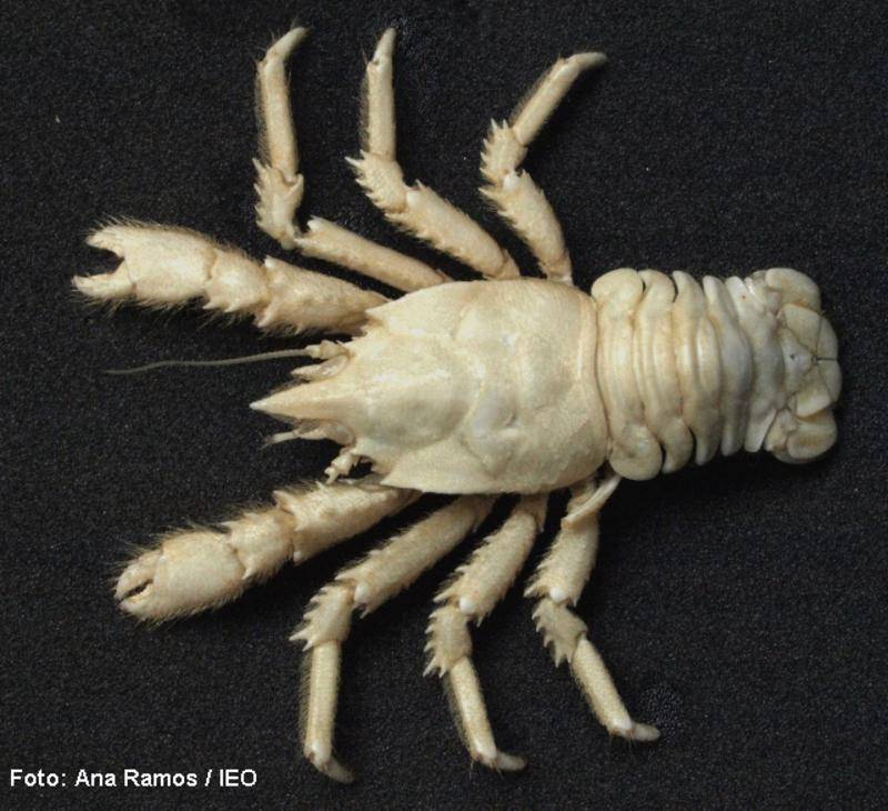 Nueva especie de crustáceo Munidopsis anaramosae. / IEO. 