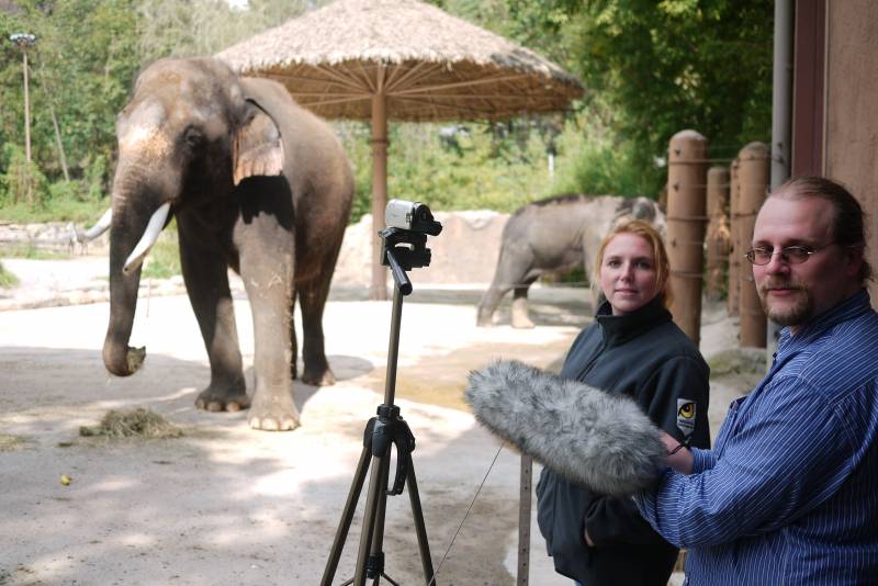 El animal vocaliza las palabras situando su trompa dentro la boca. Imagen: Current Biology 