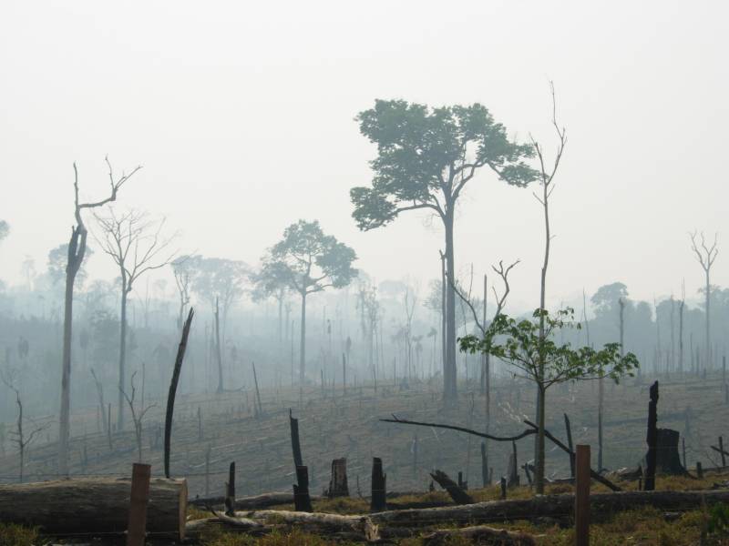 La deforestación de la selva no es rentable económicamente