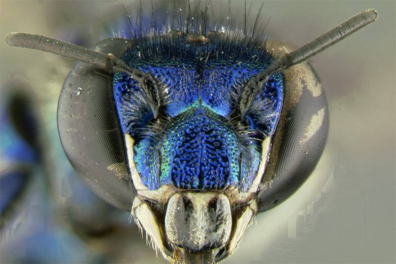 Euglossa paisa