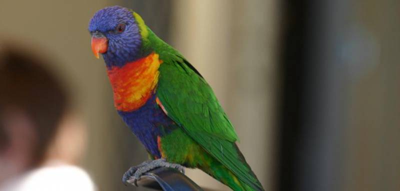 ‘Rainbow Lorikeet’ esperando comida en un restaurante de Nelson Bay (Australia). / Dani Sol - CSIC. 