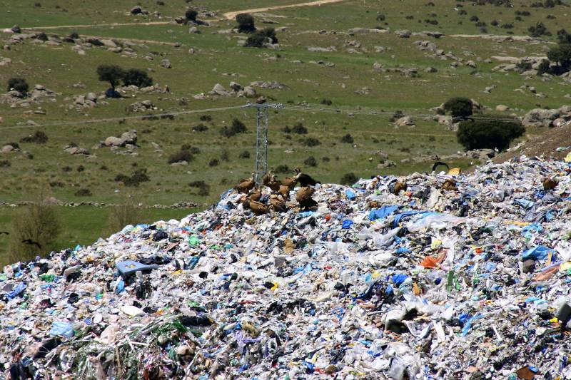 Un grupo de buitres leonados se alimenta en un vertedero.