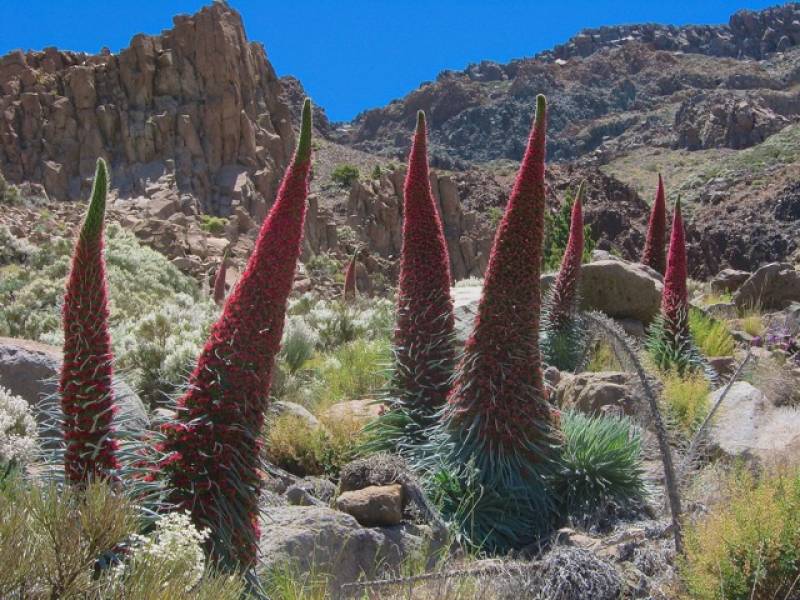 Teide