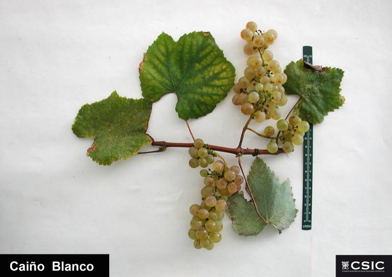 Racimo de caíño blanco. Imagen: Misión Biológica de Galicia CSIC.