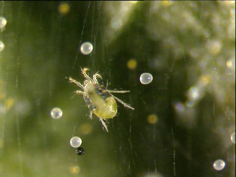 Araña roja (Tetranychus urticae  ). Imagen: UWO