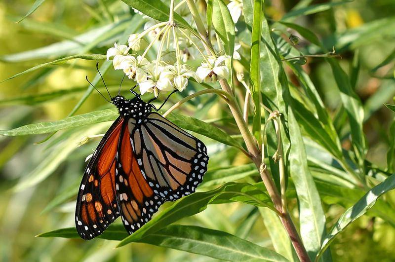 Un ejemplar de Danaus plexippus // Fundación Migres