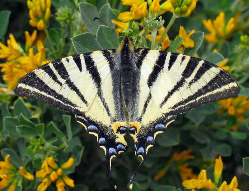 mariposa