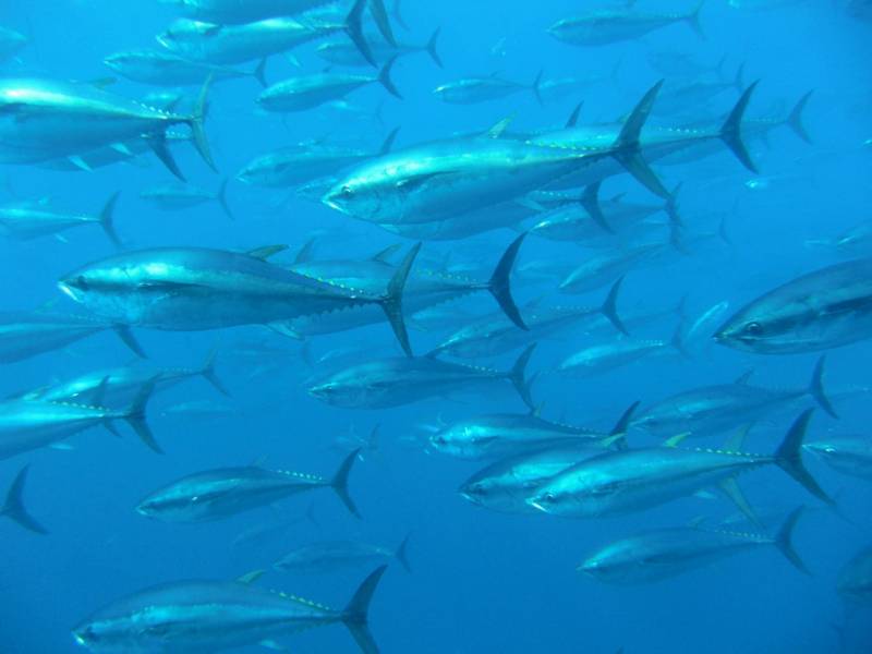 Las larvas que se utilizaron en este estudio fueron muestreadas en las campañas TUNIBAL, llevadas a cabo en aguas del archipiélago balear./ IEO