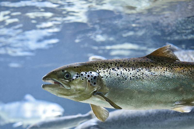 Salmón atlántico (Salmo salar).