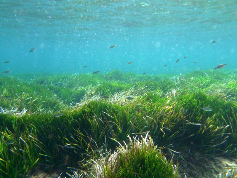 Pradera de ‘Posidonia oceanica’ / Rachel Suaaman