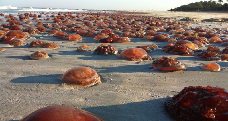 En 1970 se produjo una oleada que llevó al aumento del número de medusas en los océanos, un fenómeno que pasó desapercibido. Imagen: CSIC. 