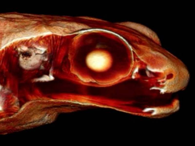 La combinación de la cavidad bucal y la conducción ósea permite a las ranas Gardiner percibir el sonido con eficacia sin el uso de un oído medio con tímpano. / CNRS.