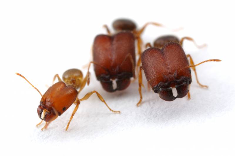 Hormigas