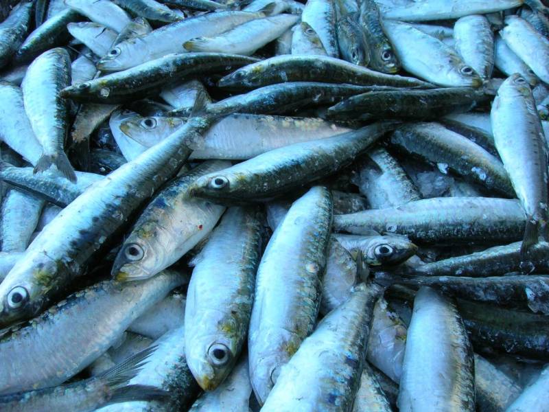 La pesca de sardinas perjudica a los ecosistemas marinos.