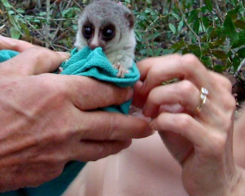 Un lémur enano de cola gruesa Cheirogaleus medius