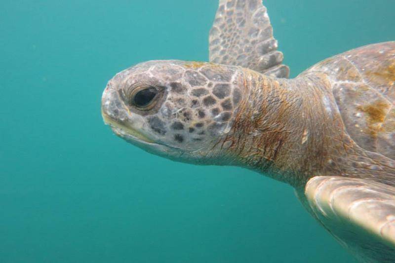 Tortuga verde