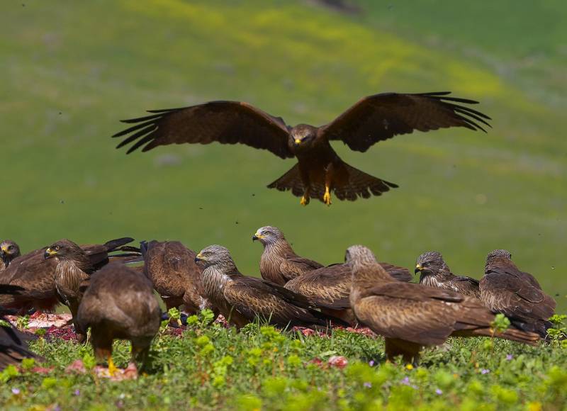 La transformación del paisaje europeo altera la distribución de las aves carroñeras migradoras