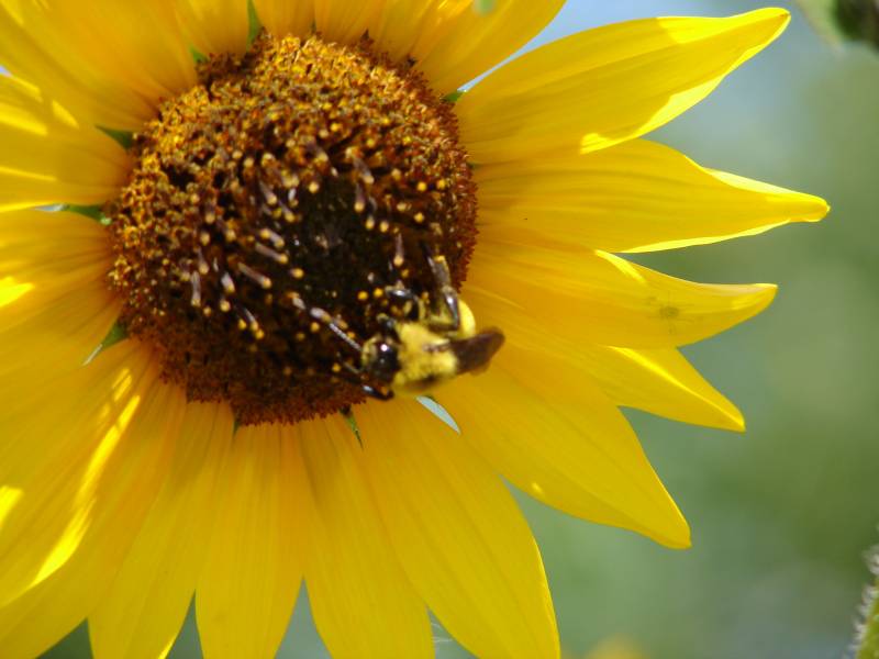 Las abejas actúan como polinizadores naturales.